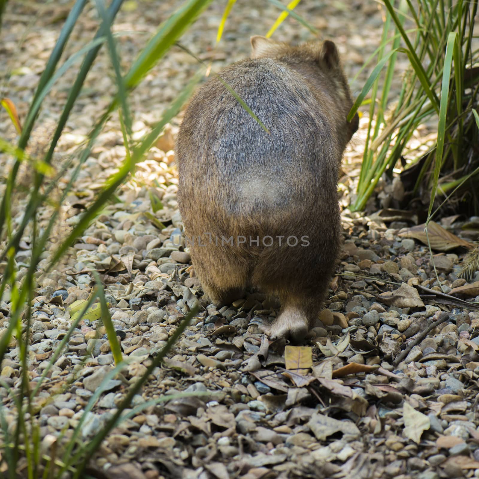 Large adorable wombat during the day looking for grass to eat.