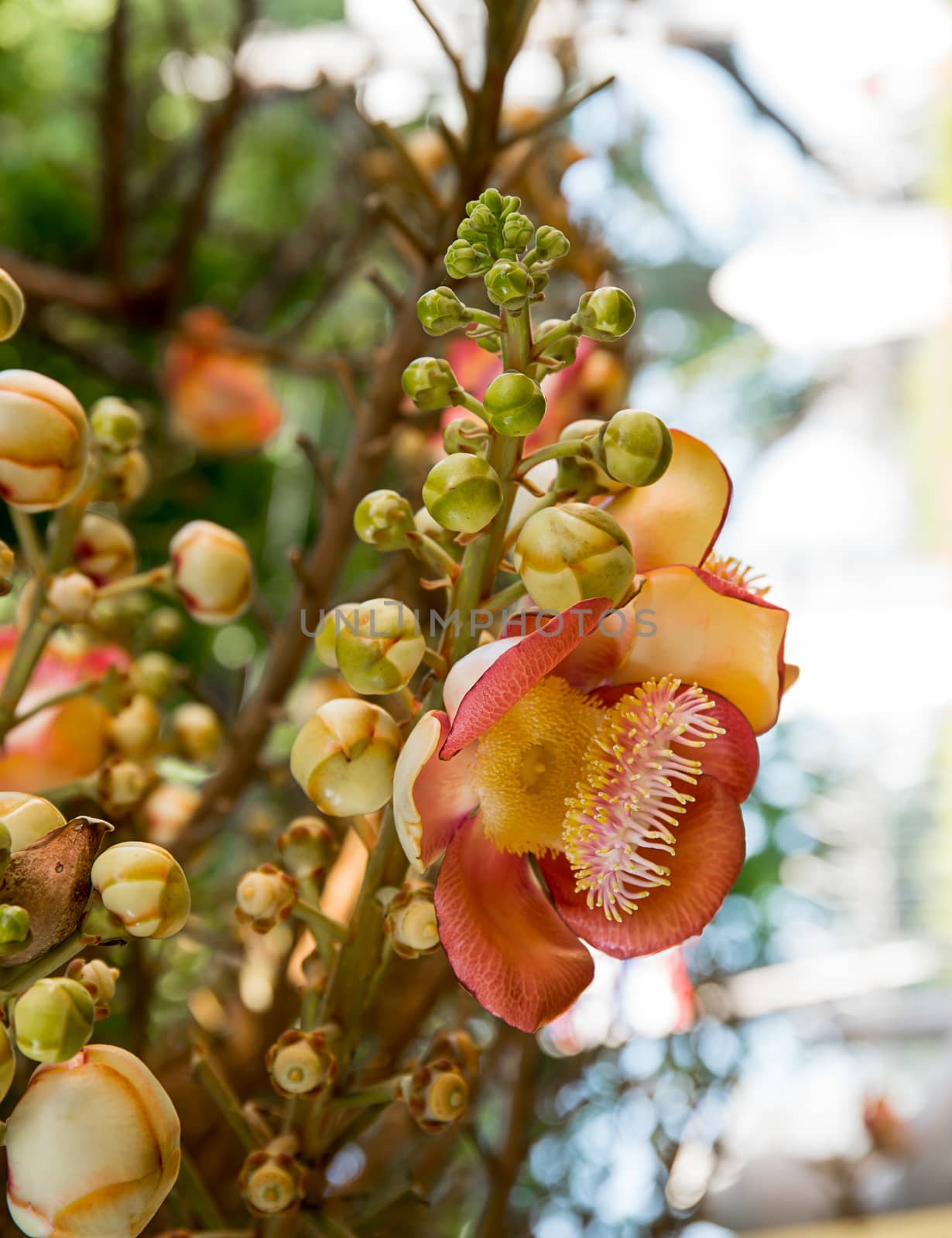 Cannonball flower (Couroupita guianensis) on the tree by stoonn