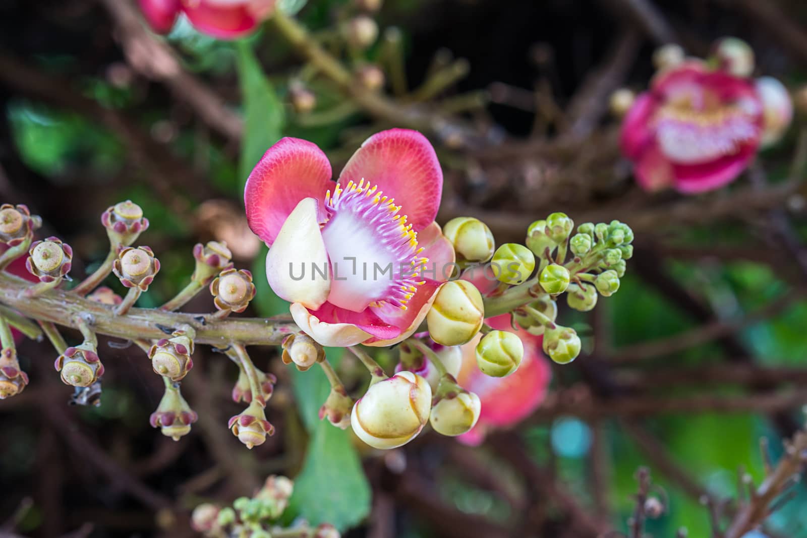 Cannonball flower (Couroupita guianensis) on the tree by stoonn