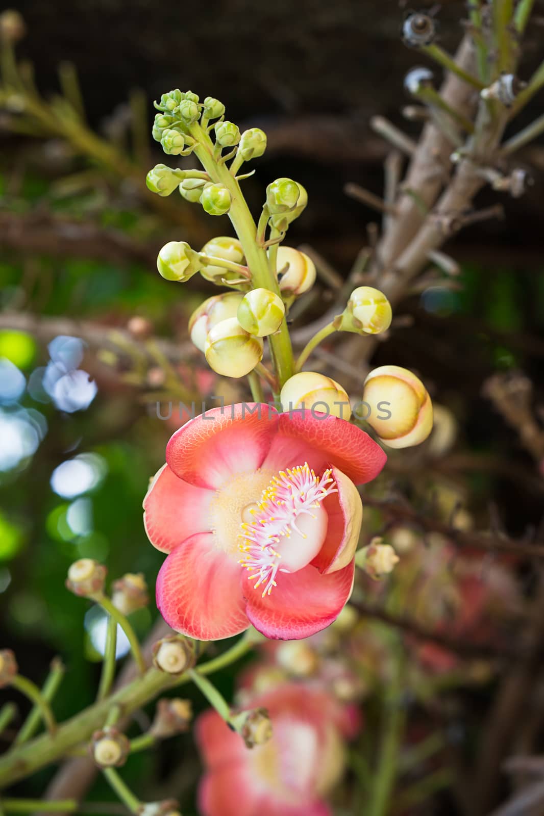 Close-up of Shorea robusta or Cannonball flower (Couroupita guianensis) on the tree