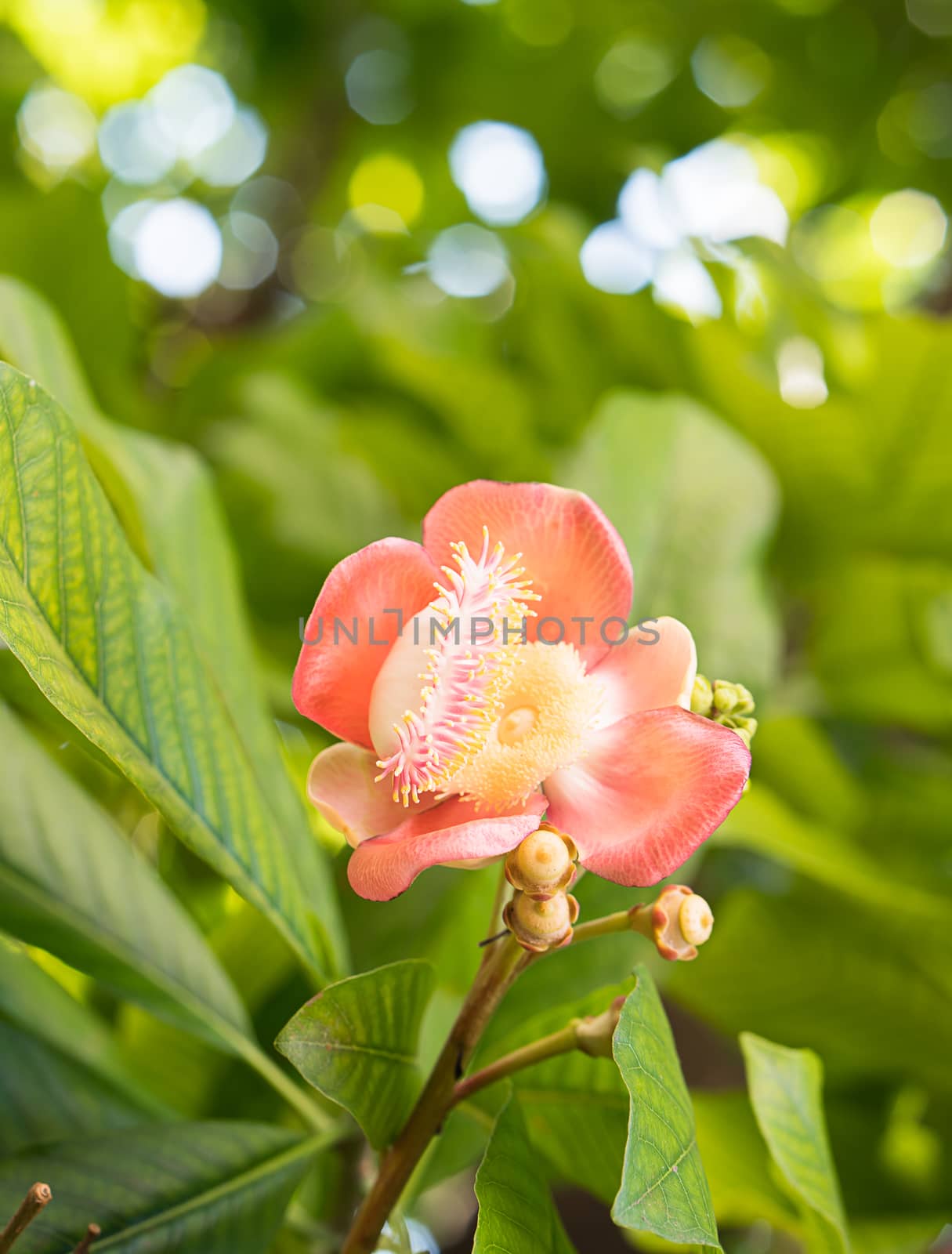 Shorea robusta or Cannonball flower or Sal flowers (Couroupita guianensis) on the tree