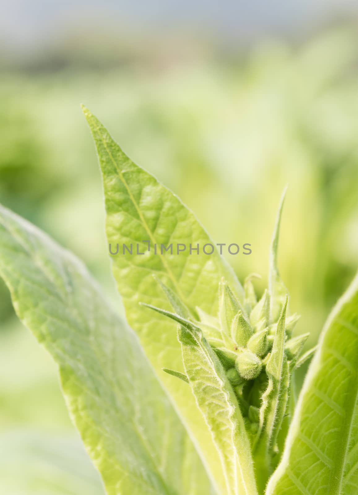 Close up Common tobacco, the Nicotiana tabacum is an annually-growing herbaceous plant