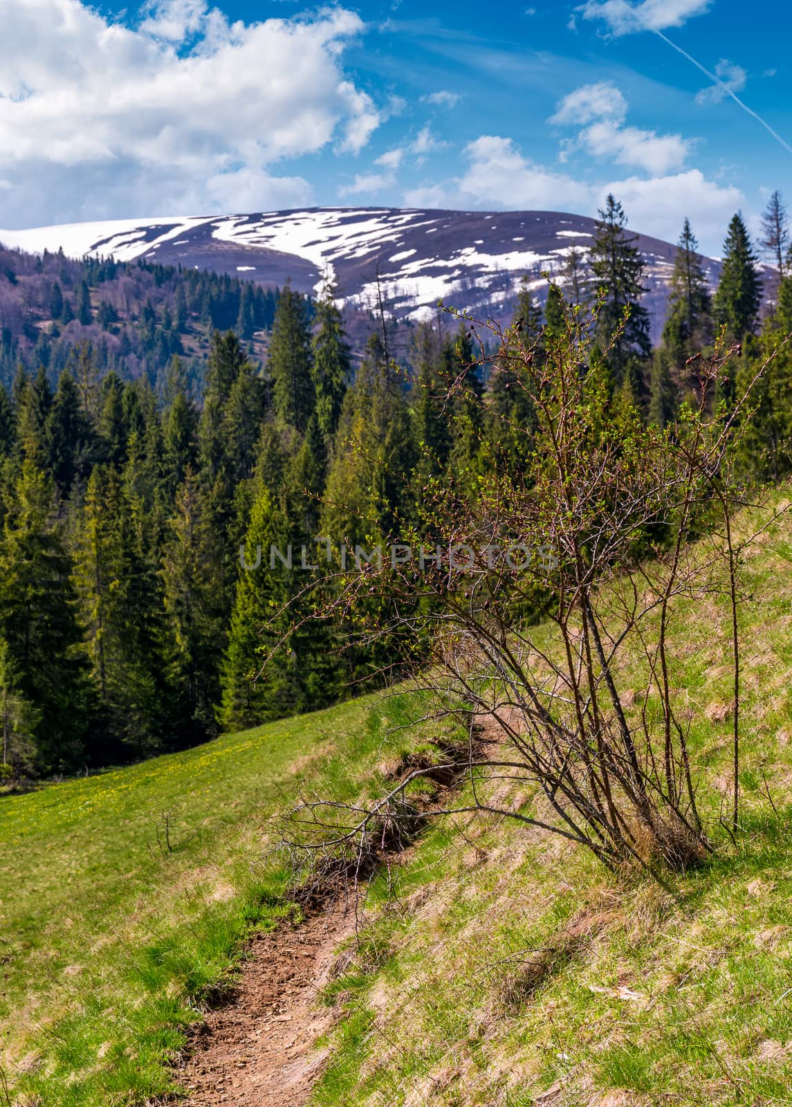 beautiful nature scenery in springtime. bush and a footpath on a grassy hillside. forest and mountain with snowy tops on the background