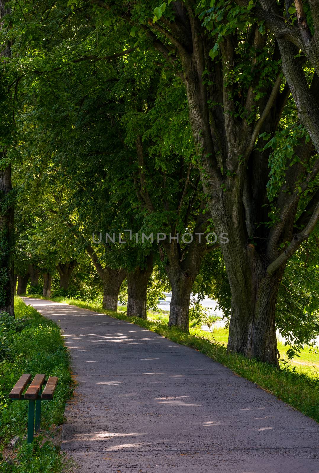 bench in shade of linden trees by Pellinni