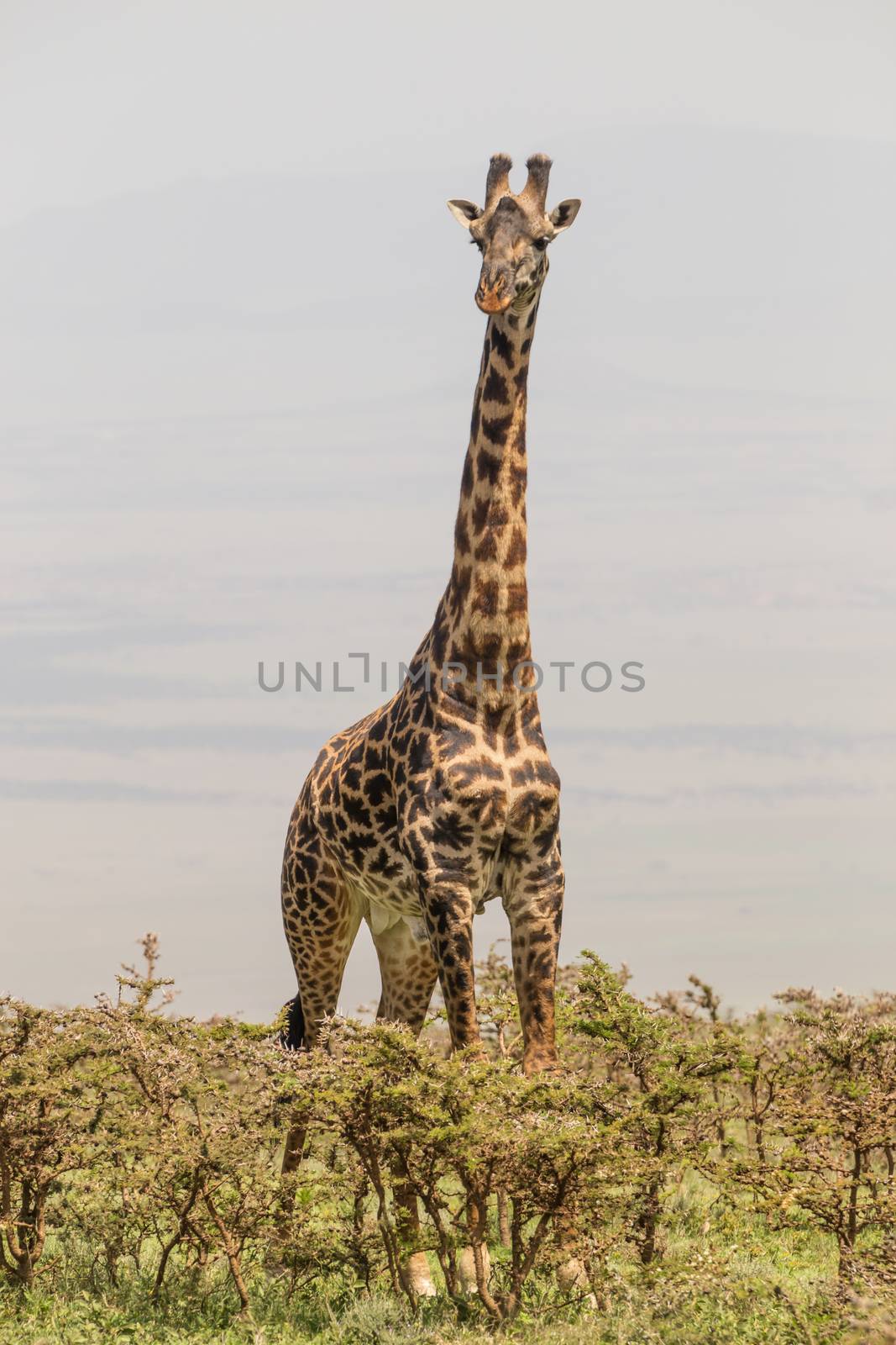 Solitary giraffe in Amboseli national park, Kenya. by kasto