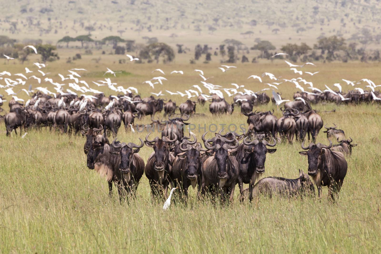 Connochaetes. Big herd of Wildebeests grazing in Serengeti National Park in Tanzania, East Africa.