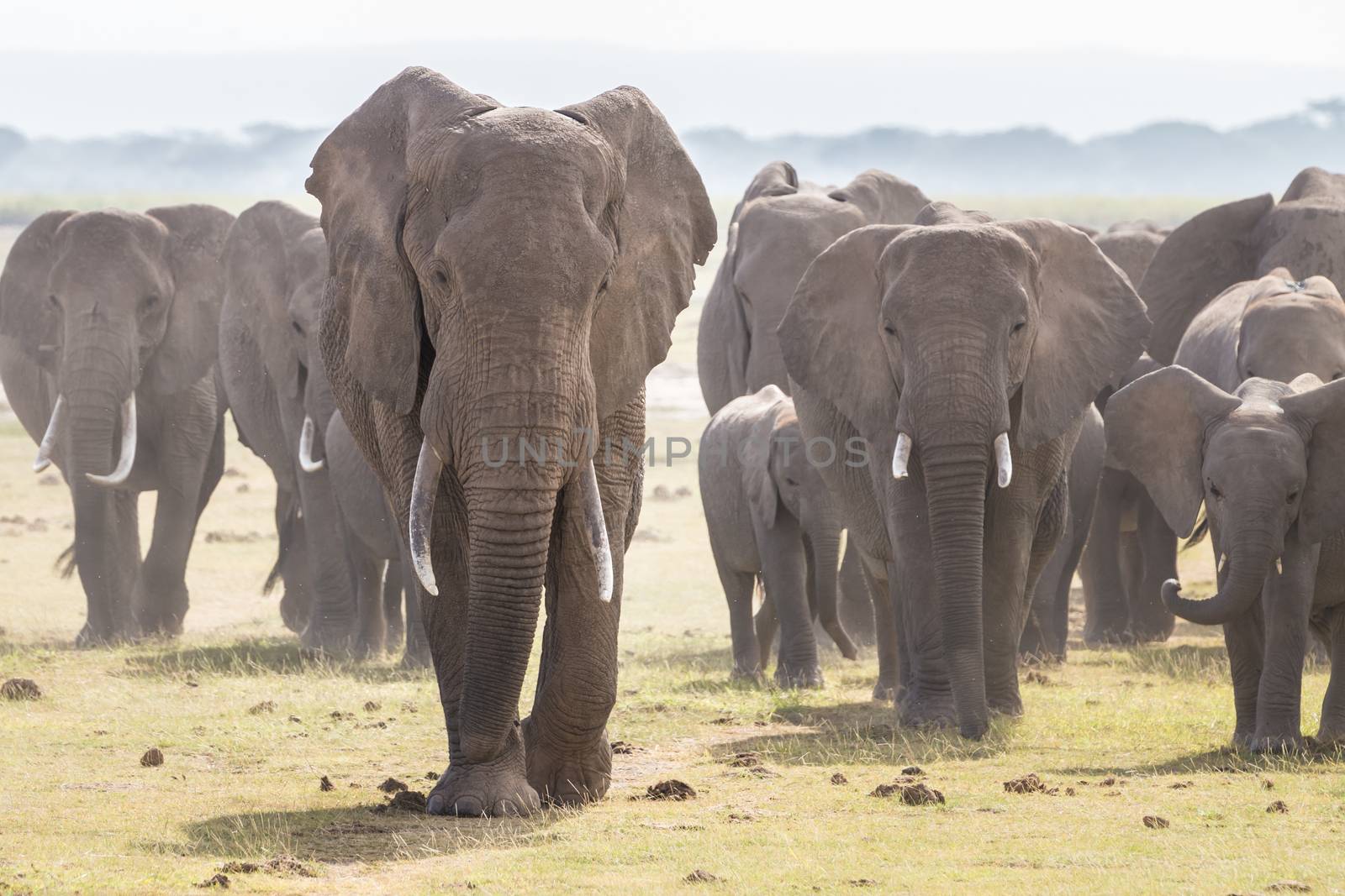 Herd of Elephants at Amboseli National Park, formerly Maasai Amboseli Game Reserve, is in Kajiado District, Rift Valley Province in Kenya. The ecosystem that spreads across the Kenya-Tanzania border.