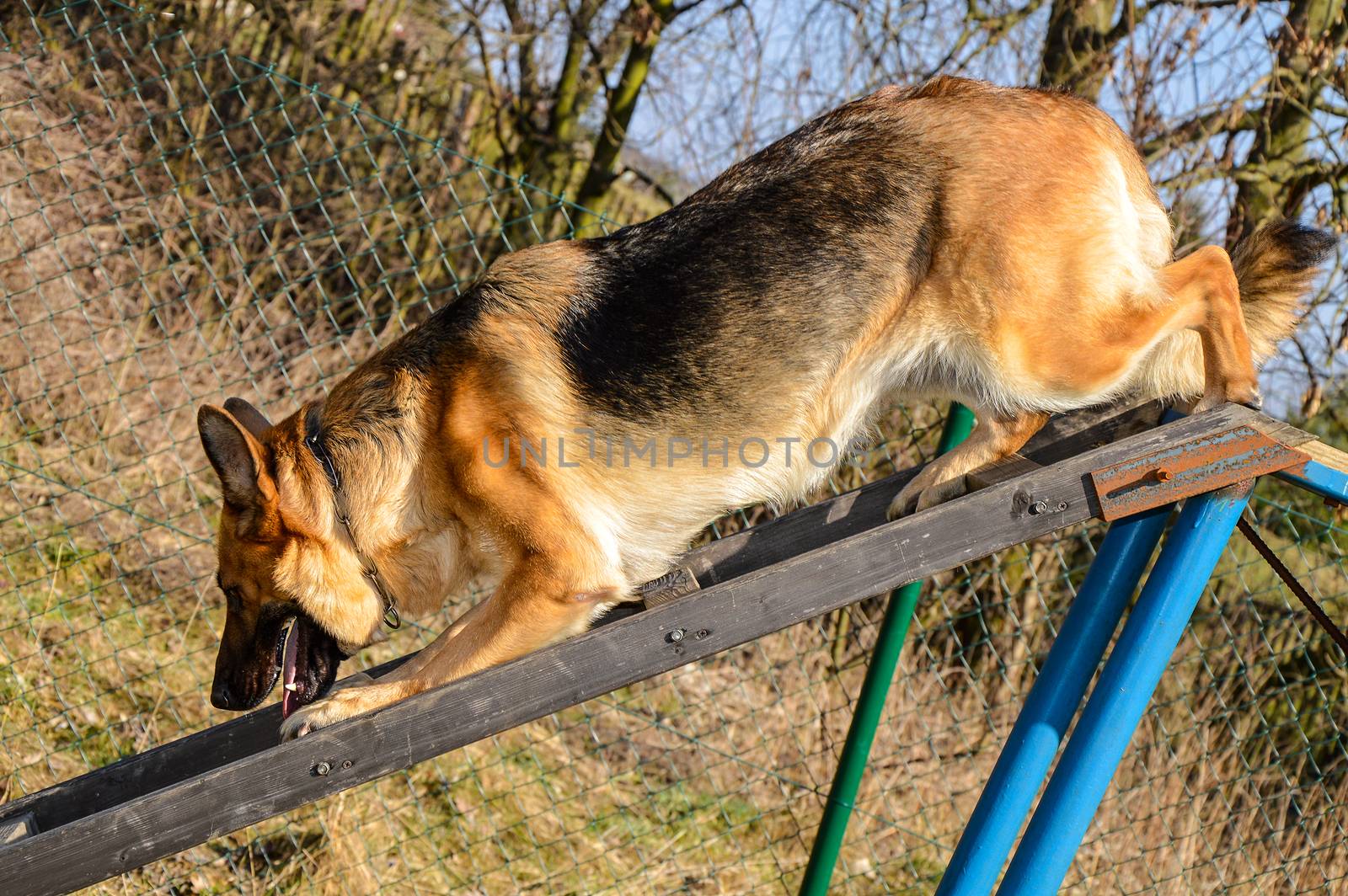 A German shepherd in a training course to rescue people.