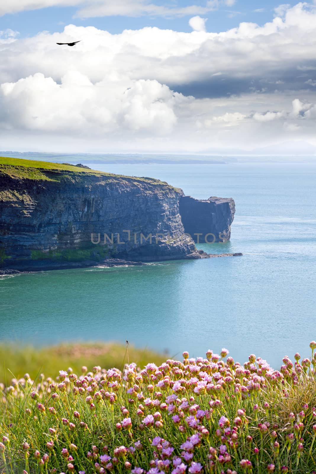 coastline and cliffs with flowers by morrbyte