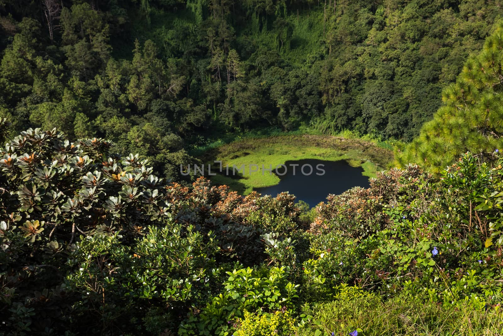 "Trou Aux Cerf " Volcano Curipipe in the tropical island jungle of Mauritius,sunny day.