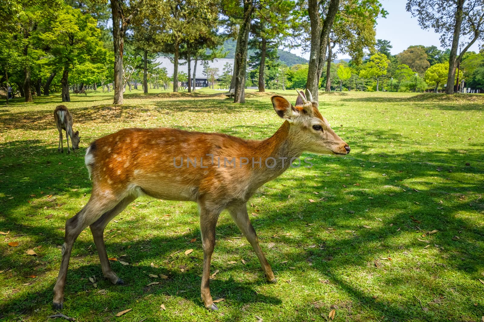 Wild Sika deers in Nara Park, Japan