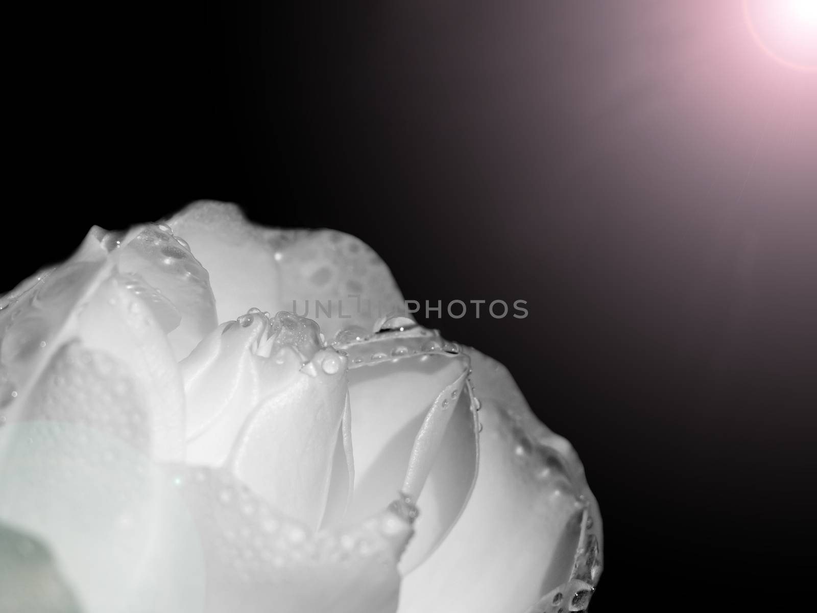close of macro of edges of white rose wet outside autumn black background light orb