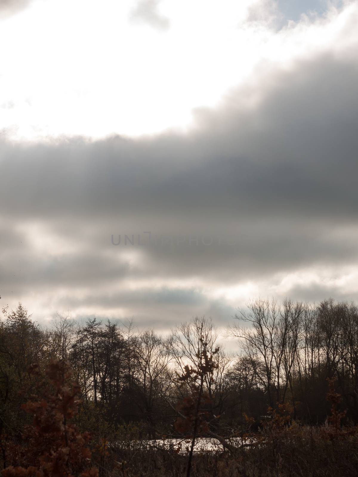 grey overcast cloudy sky line tree silhouette outside landscape nature; essex; england; uk