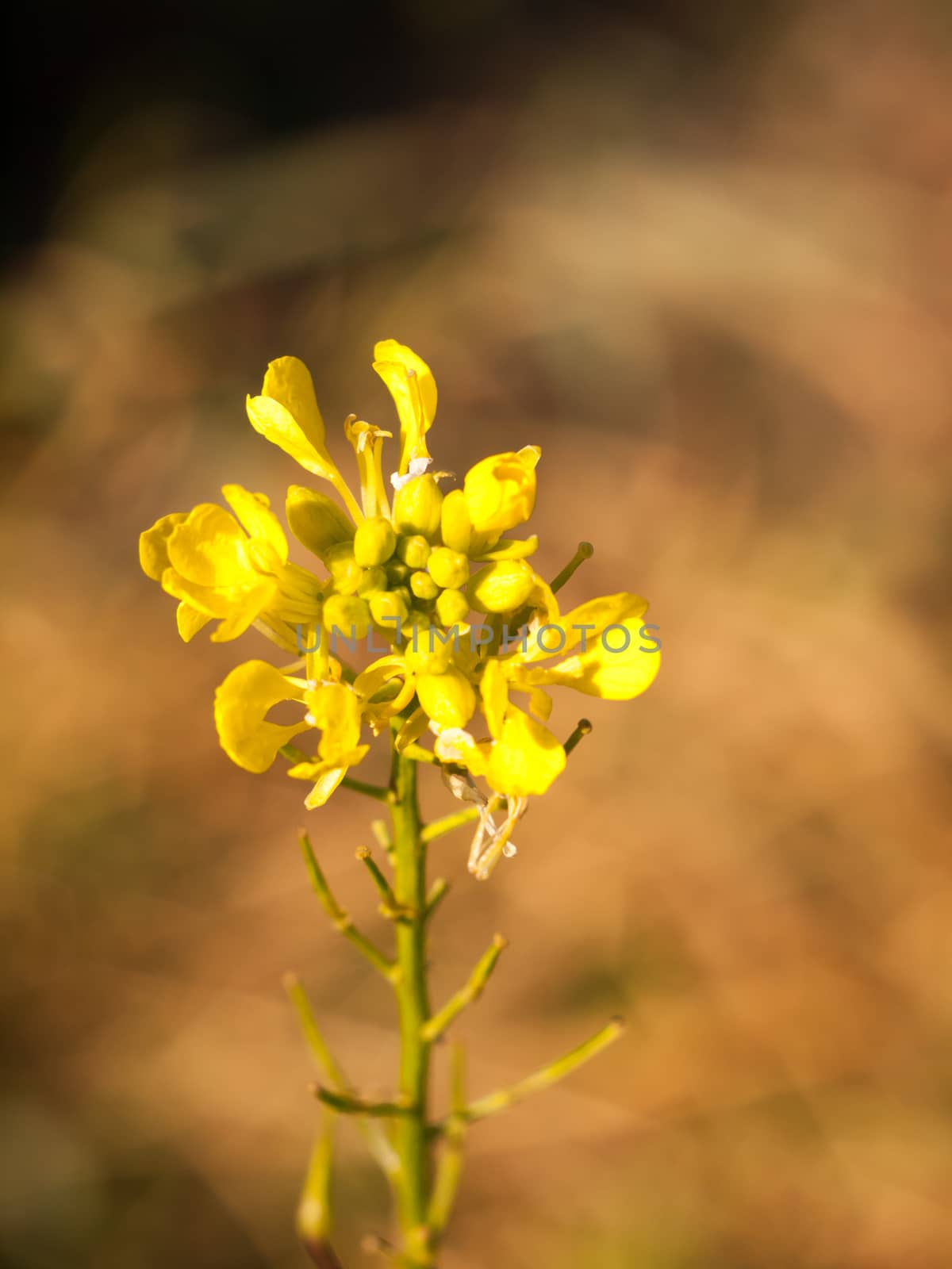 close up of flower head of wild yellow autumn plant; essex; england; uk
