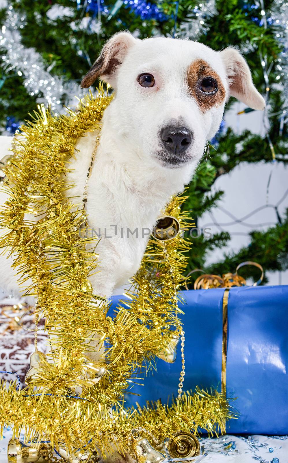 Christmas dog with presents lying under the tree.