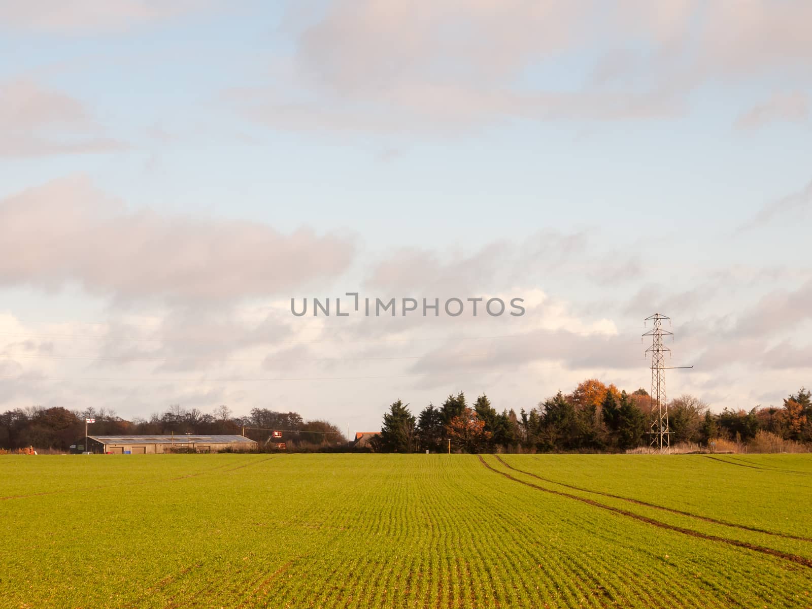 autumn green growing farmland landscape scene country with electricity pylon in blue cloudy sky; essex; england; uk