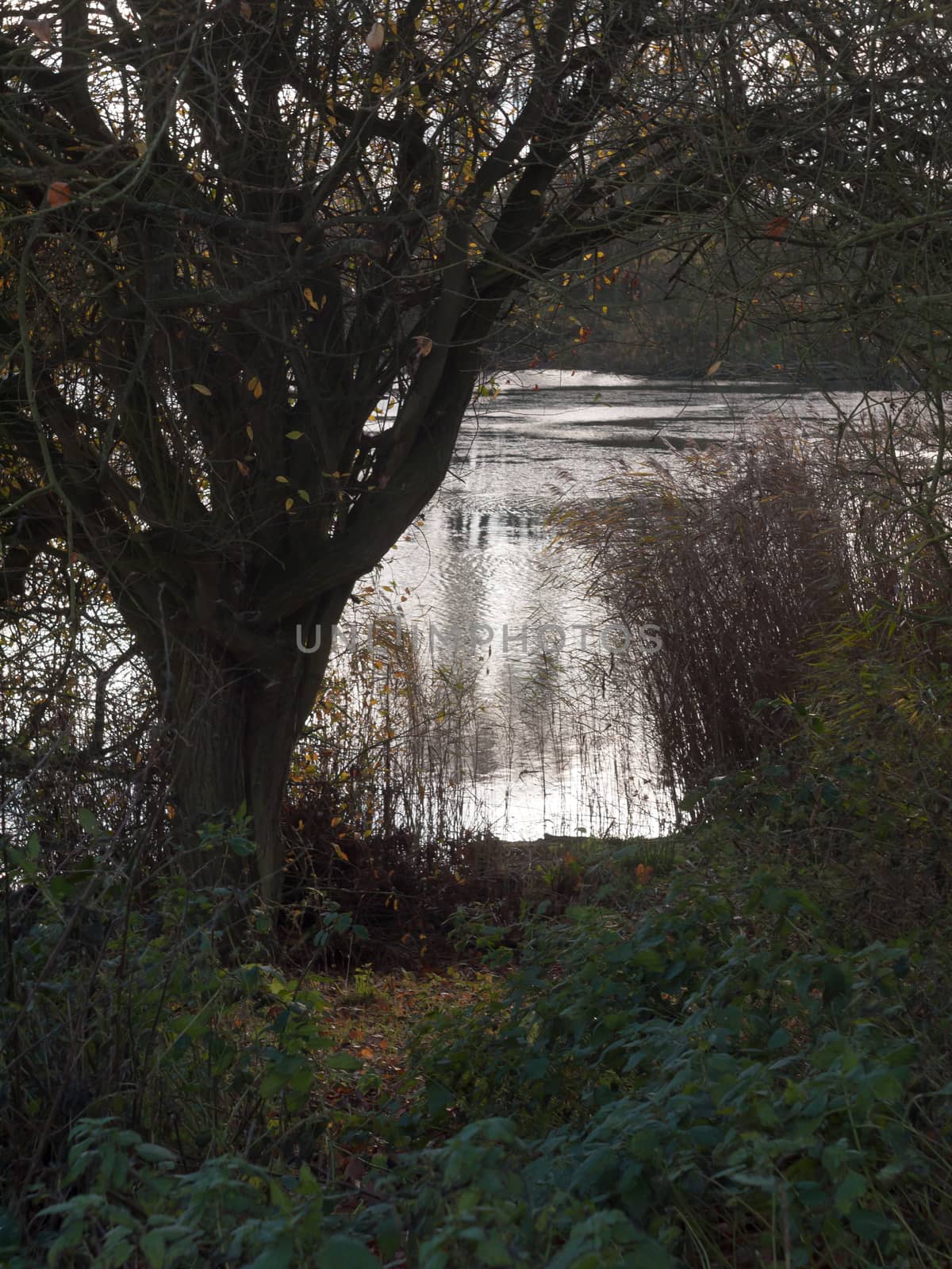 lake scene in distance through tree and shrubs; essex; england; uk