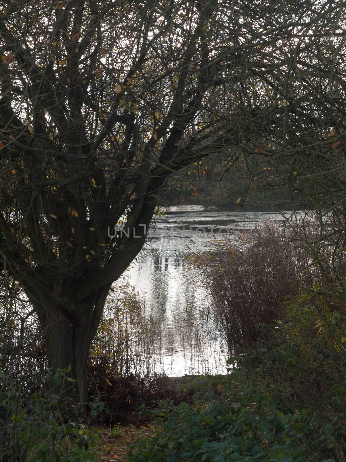 lake scene in distance through tree and shrubs; essex; england; uk