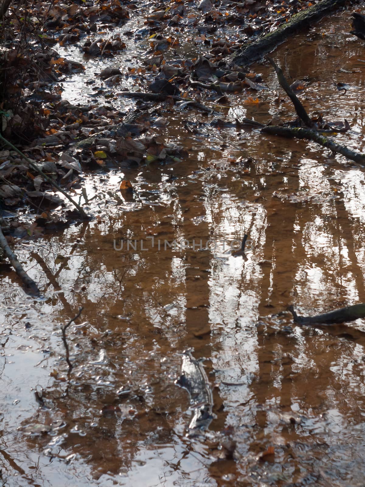 autumn brown dead leaves near lake surface water dreary reflections pond forest floor; essex; england; uk