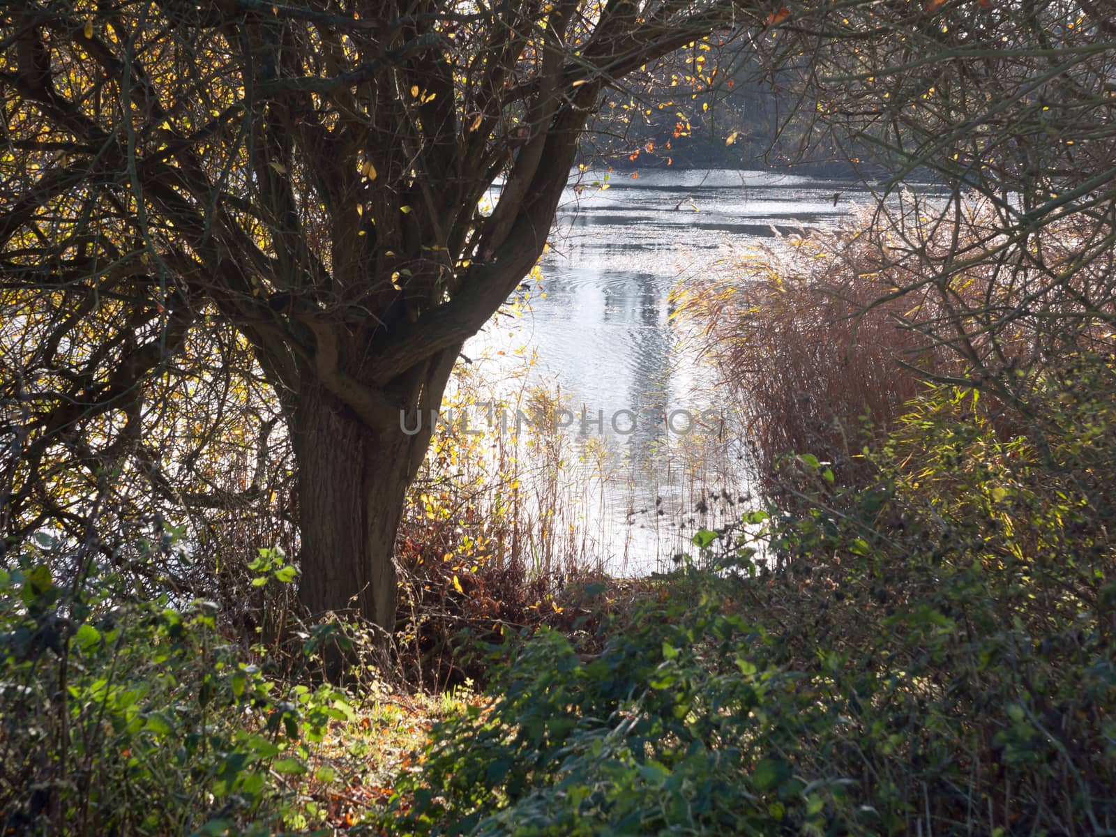 lake scene in distance through tree and shrubs; essex; england; uk