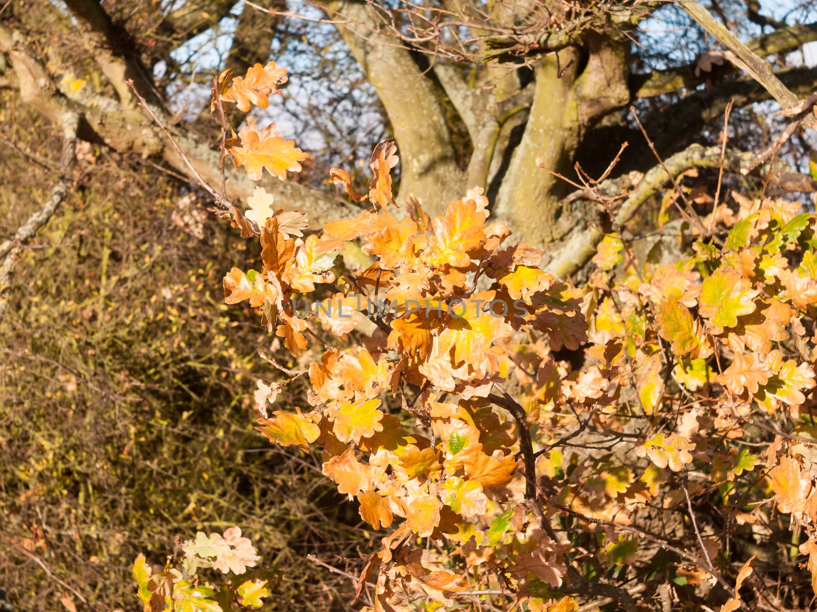 close up of yellow autumn leaves on branch of tree; essex; england; uk