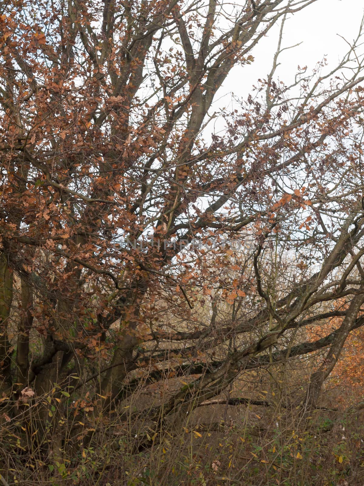 outstretched autumn tree branches with red leaves background for by callumrc