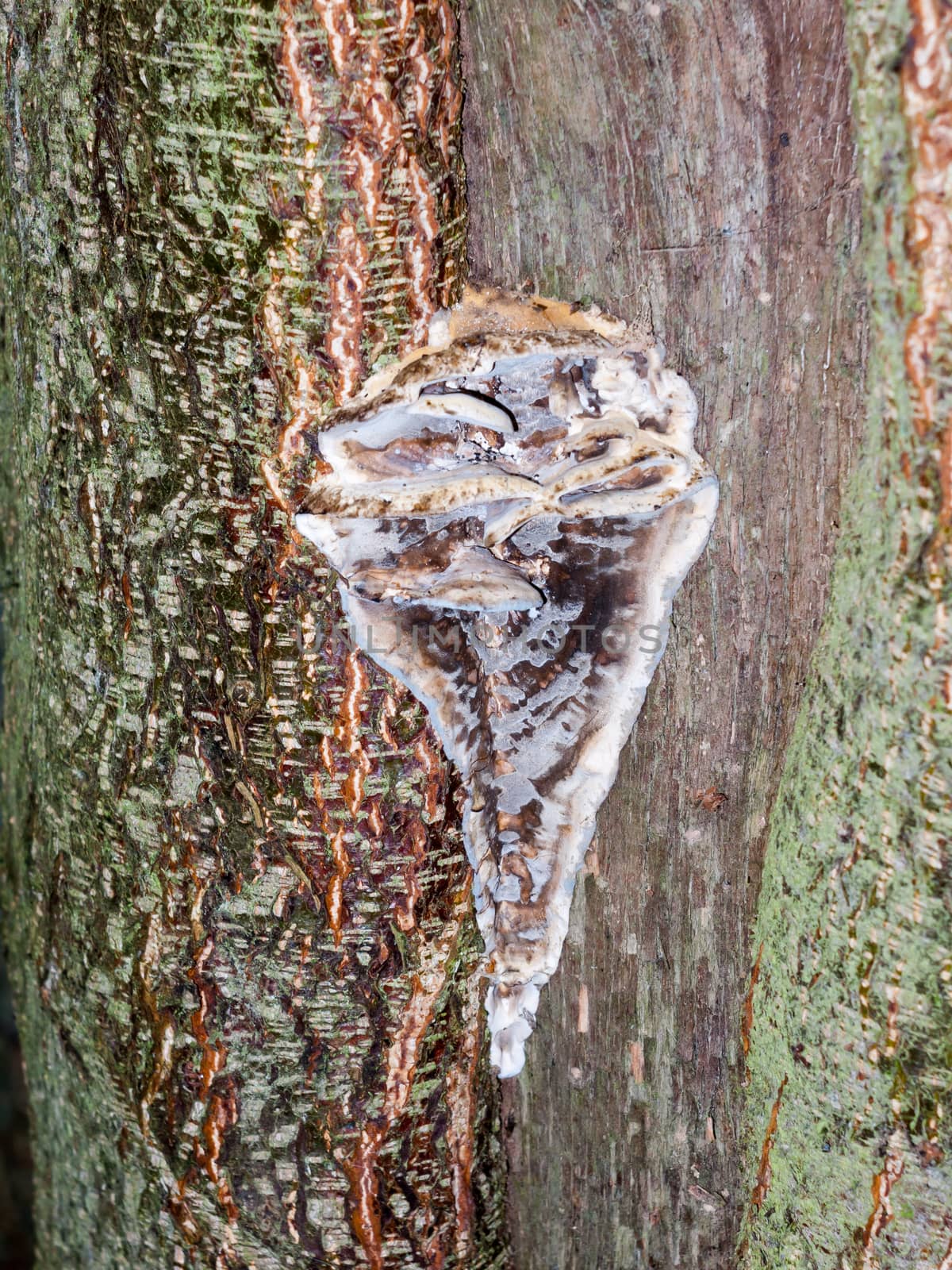 fossil attached outside to wooden bark of tree texture autumn; essex; england; uk