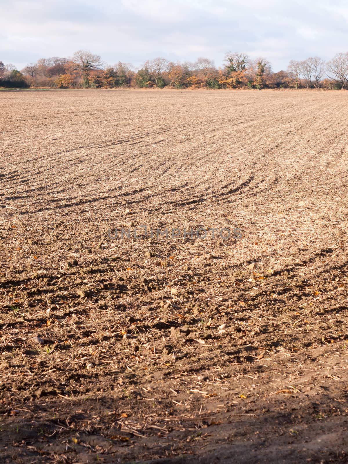 brown ploughed dry autumn farm field space tracks empty space agriculture landscape rows; essex; england; uk