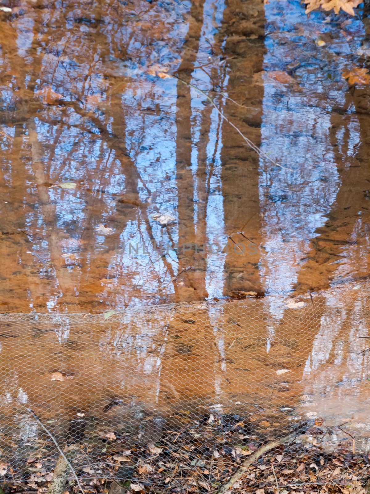 autumn brown dead leaves near lake surface water dreary reflecti by callumrc