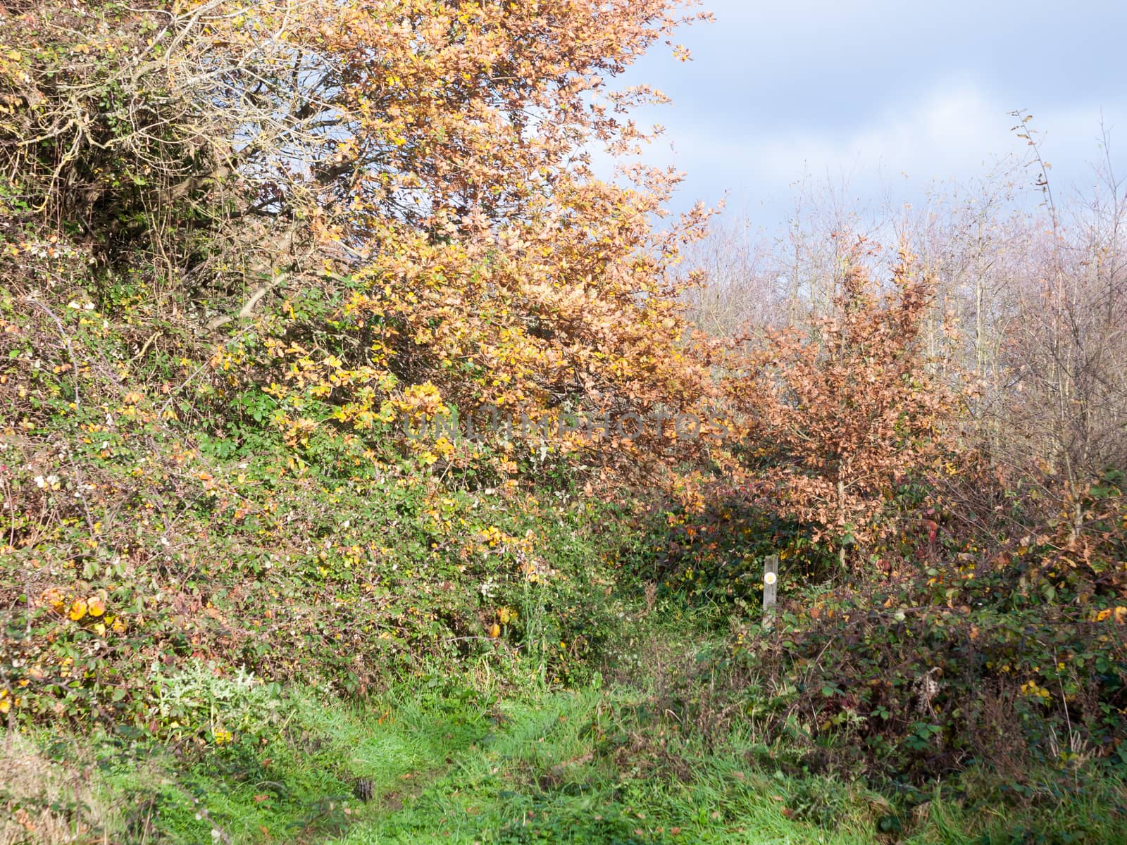 autumn yellow and green tree pathway through countryside forest walk; essex; england; uk