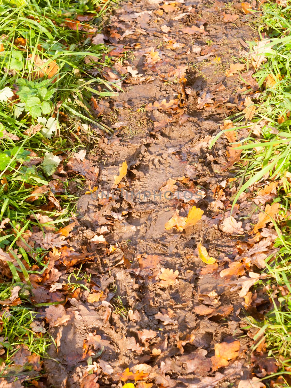 wet and muddy walkway path trek on floor with green grass and fallen autumn leaves; essex; england; uk
