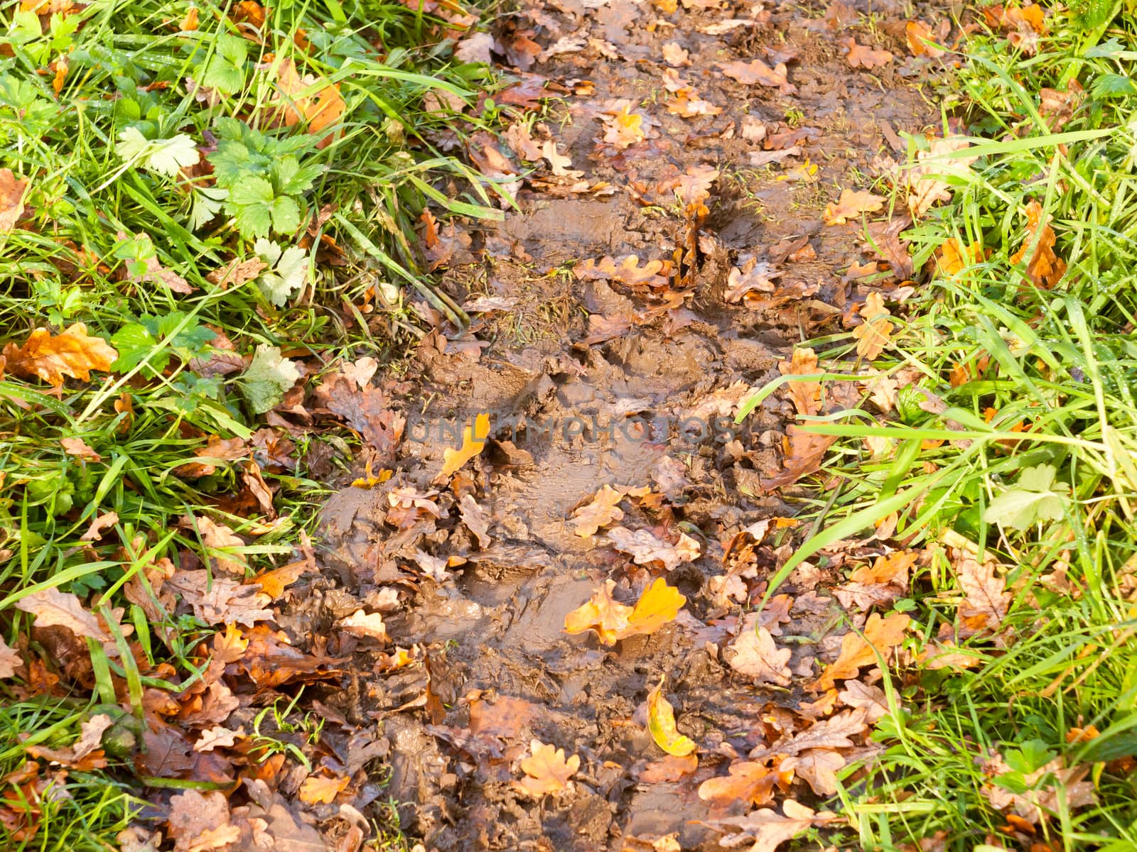 wet and muddy walkway path trek on floor with green grass and fallen autumn leaves; essex; england; uk