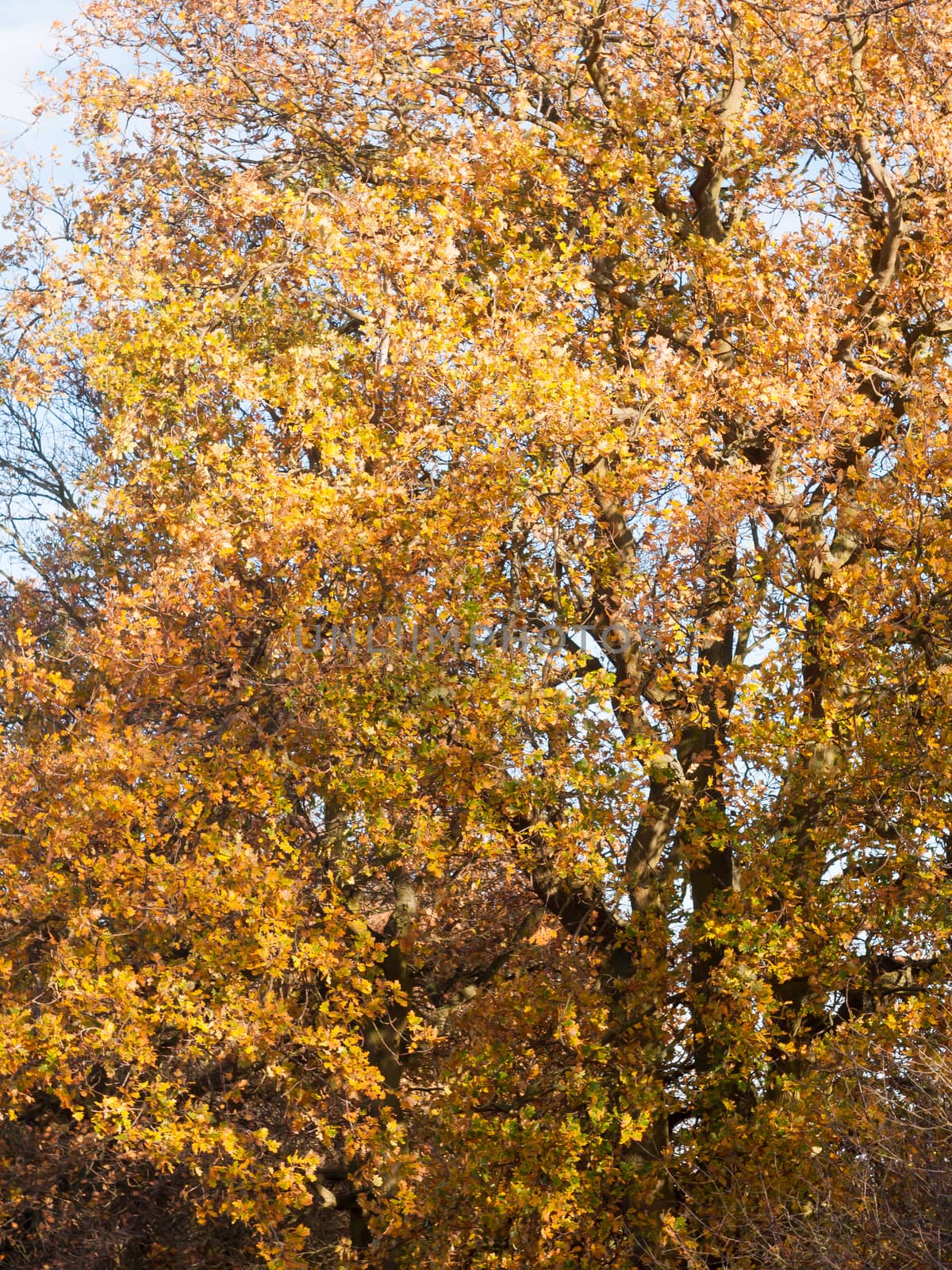 yellow autumn tree leaves background texture branches trunk; essex; england; uk