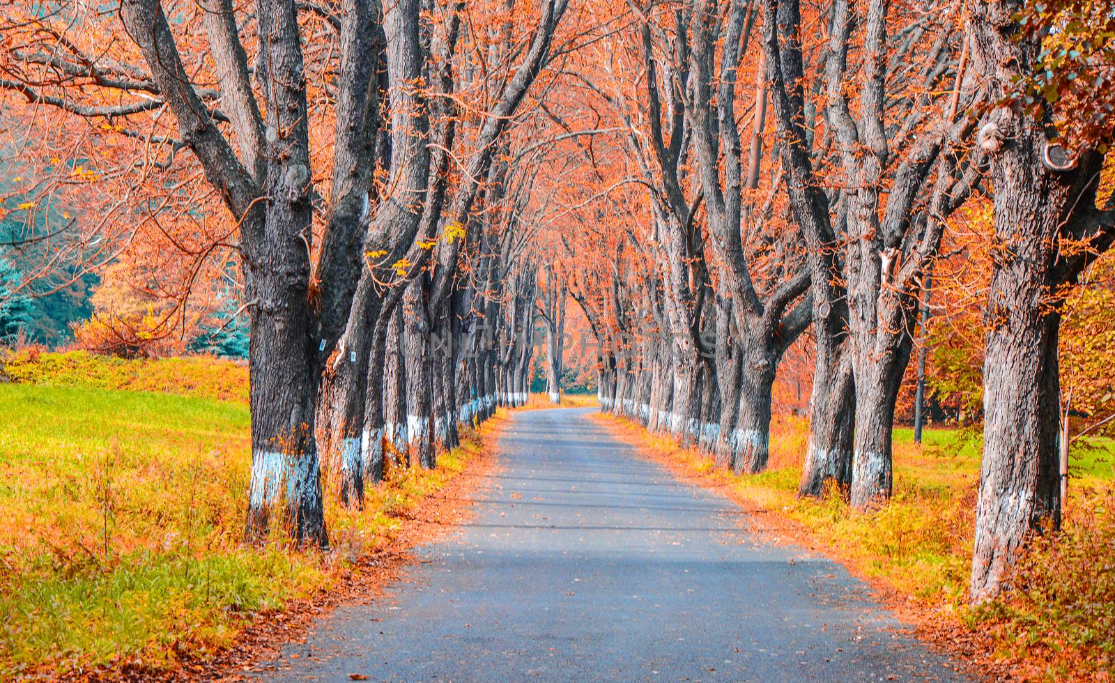 Autumn journey full of colorful leaves.