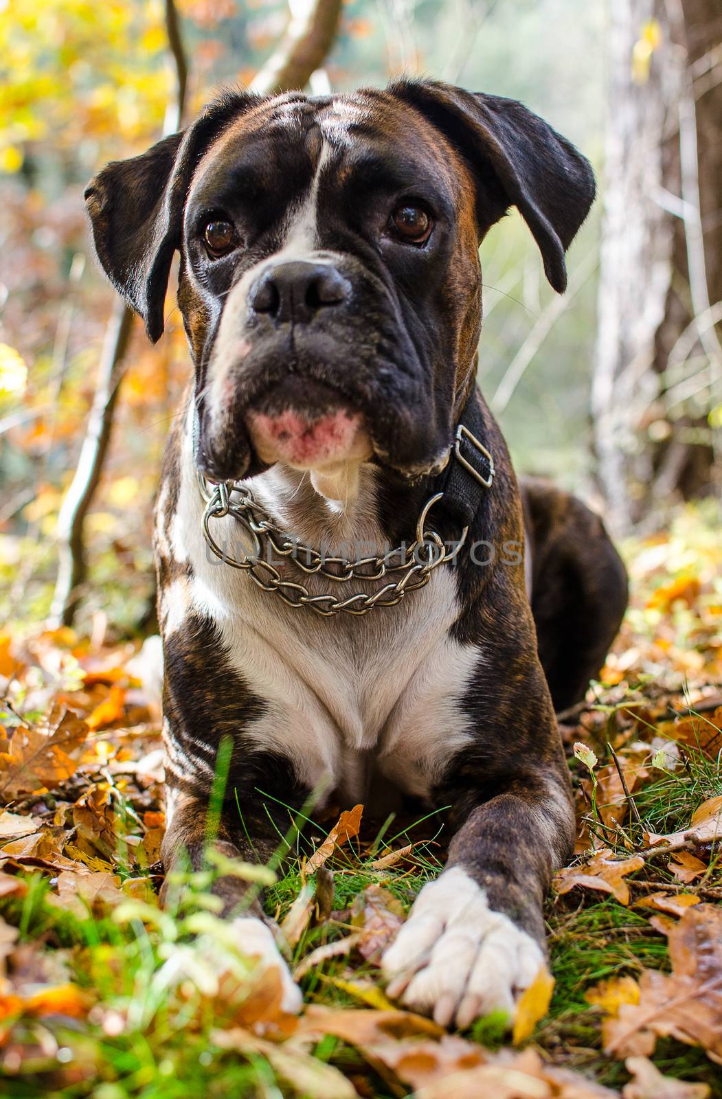 Dog boxer in colorful autumn leaves.