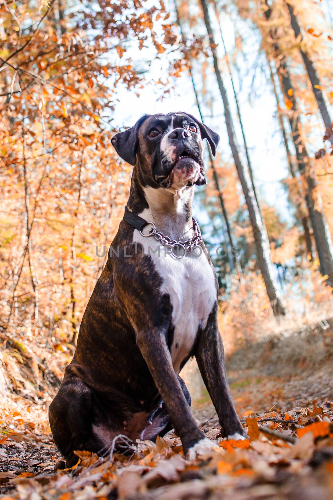 Dog boxer in colorful autumn leaves.