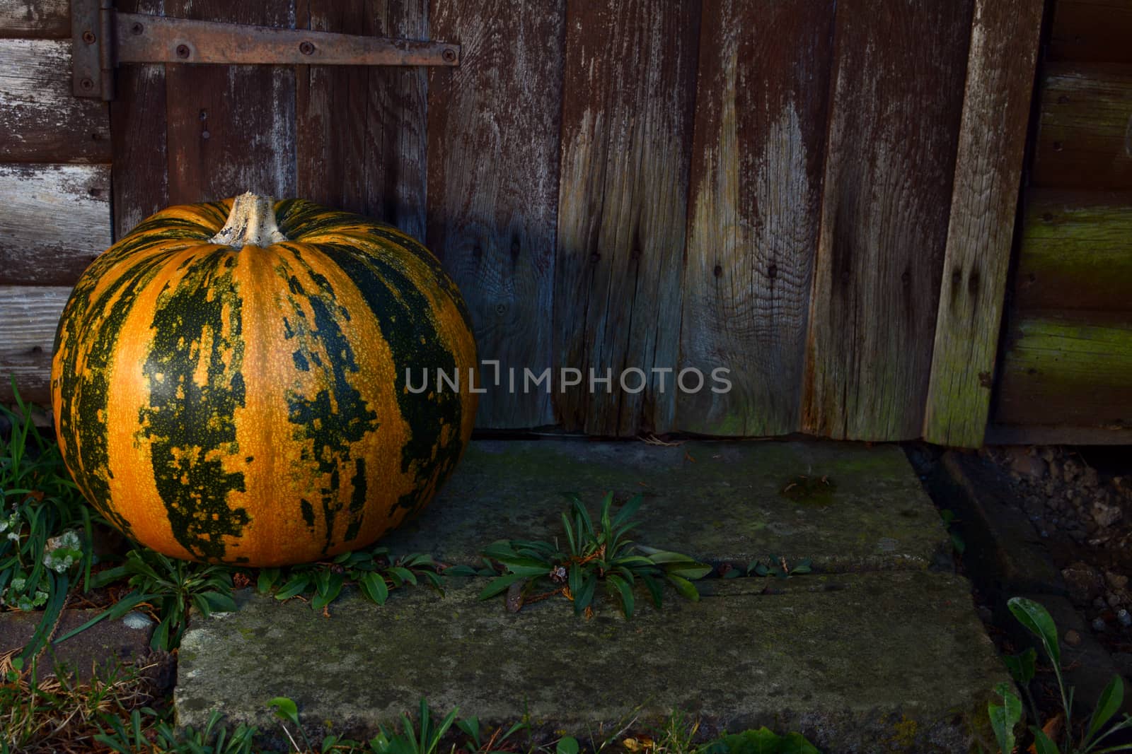 Large orange and green striped pumpkin sits on a stone step by a weathered wooden door