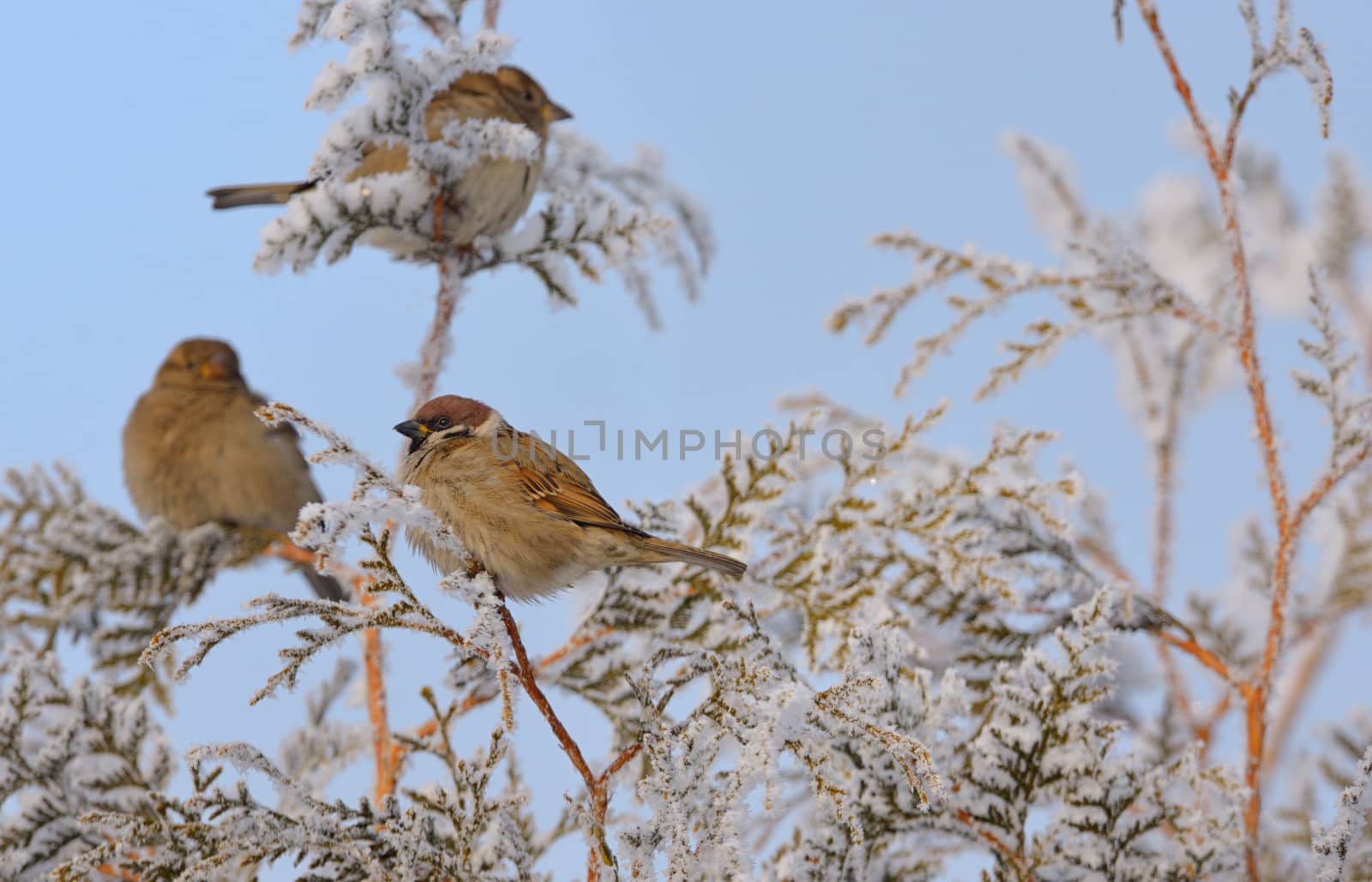 Little Sparrows on pine tree branch in winter