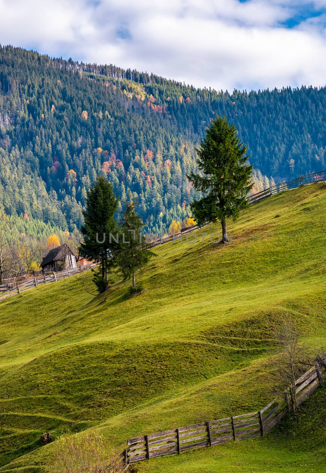 conifer tress on grassy hillside in autumn by Pellinni
