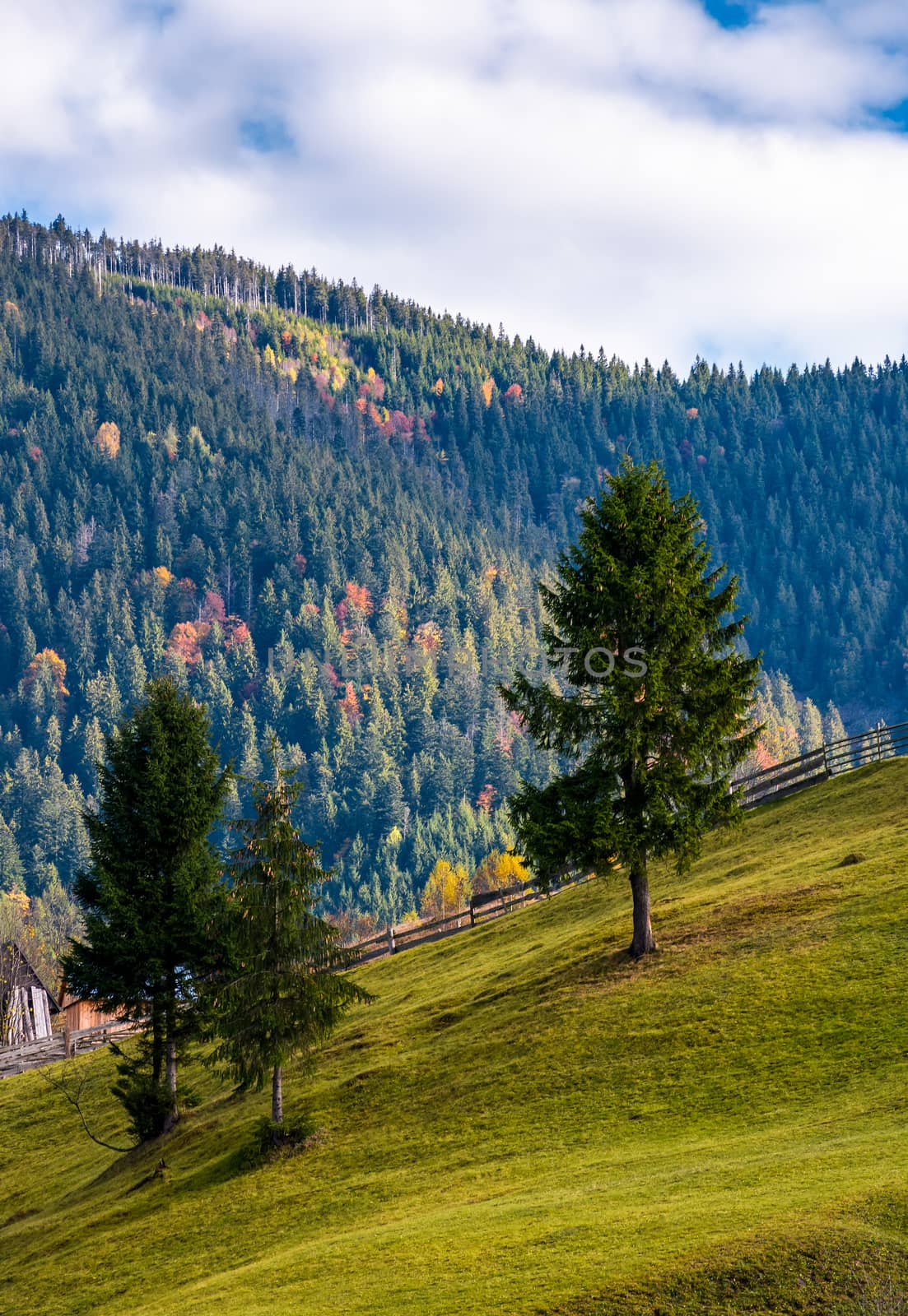 conifer tress on grassy hillside in autumn. beautiful rural scenery in mountains