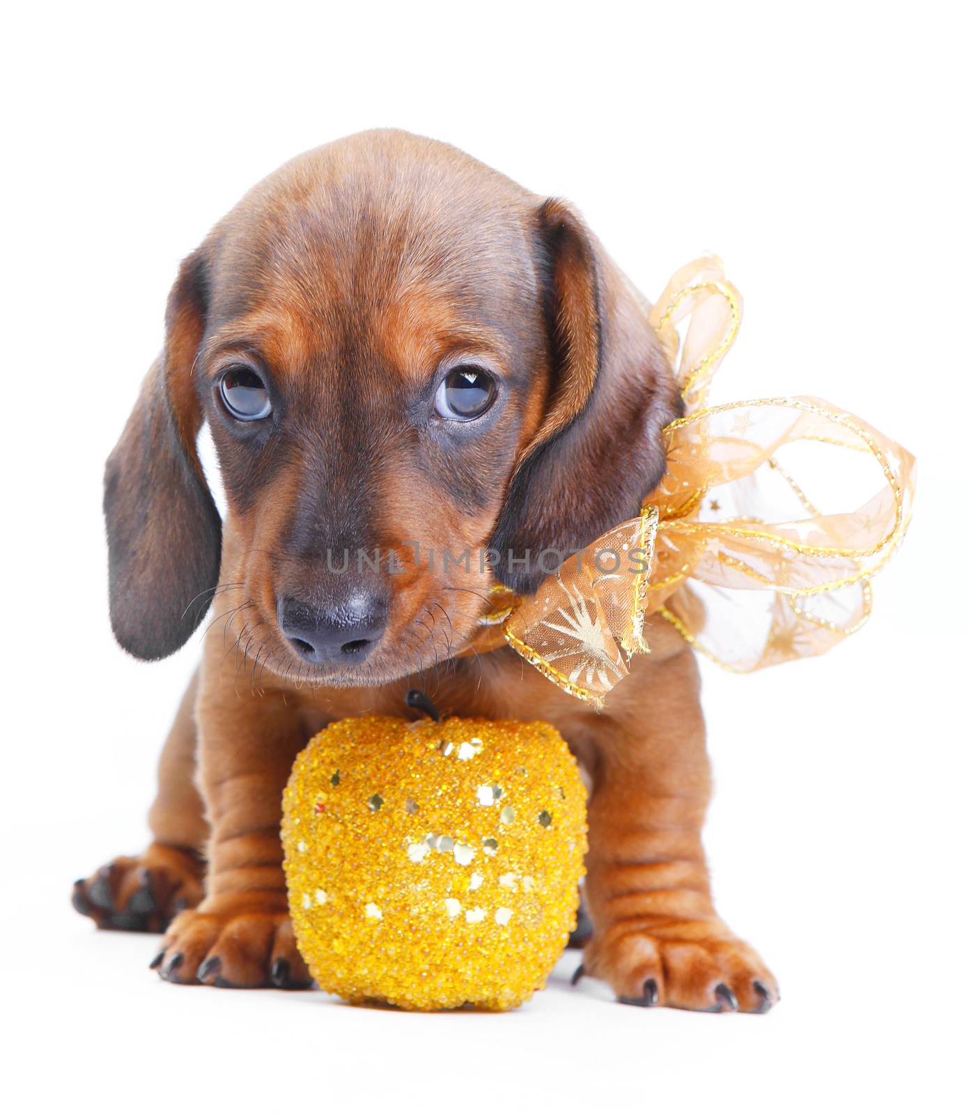 Dachshund dog new year postcard studio quality