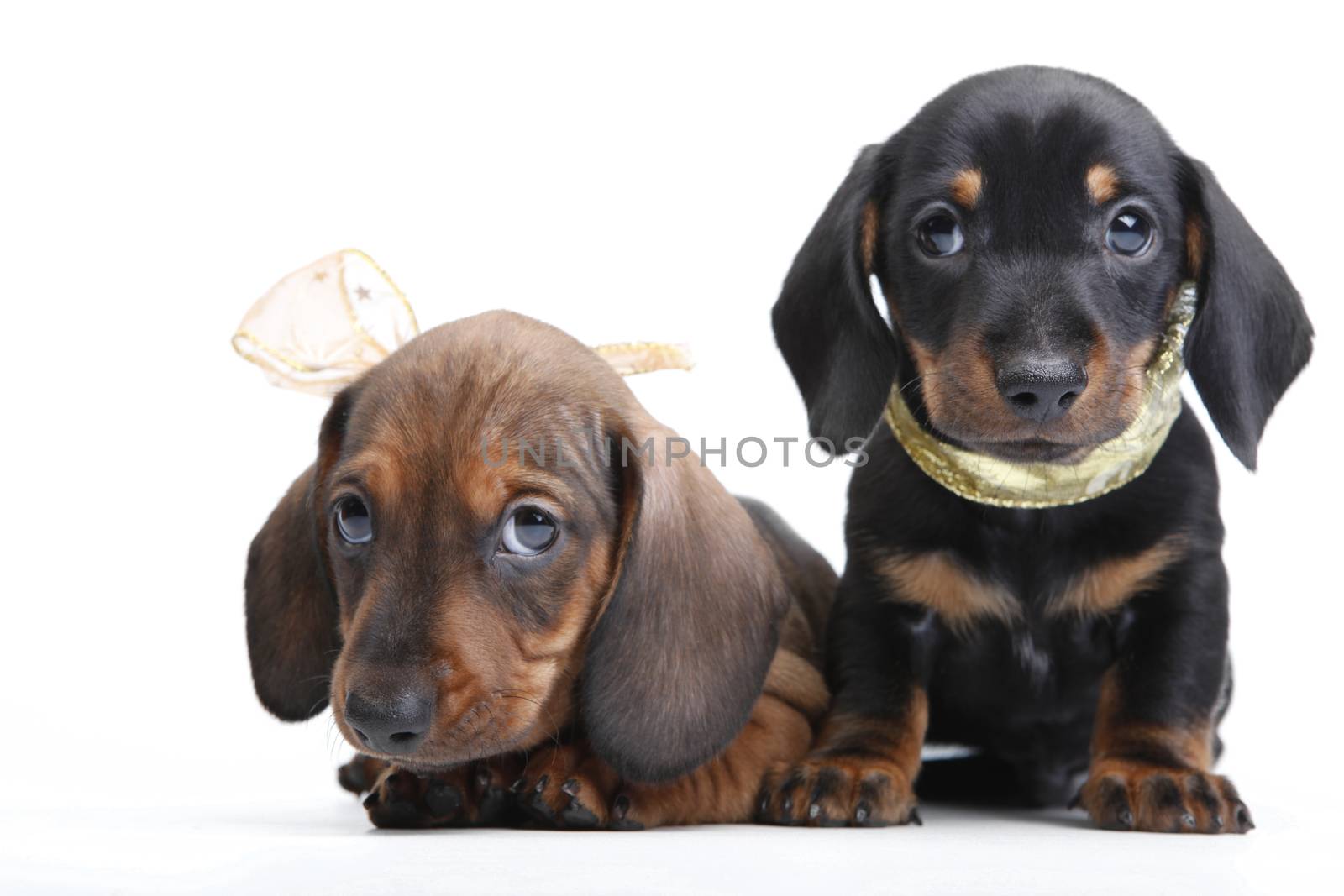 Dachshund dog new year postcard studio quality