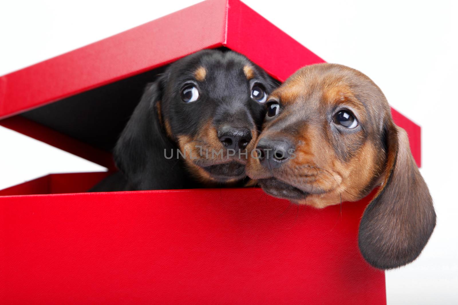 Dachshund dog new year postcard studio quality