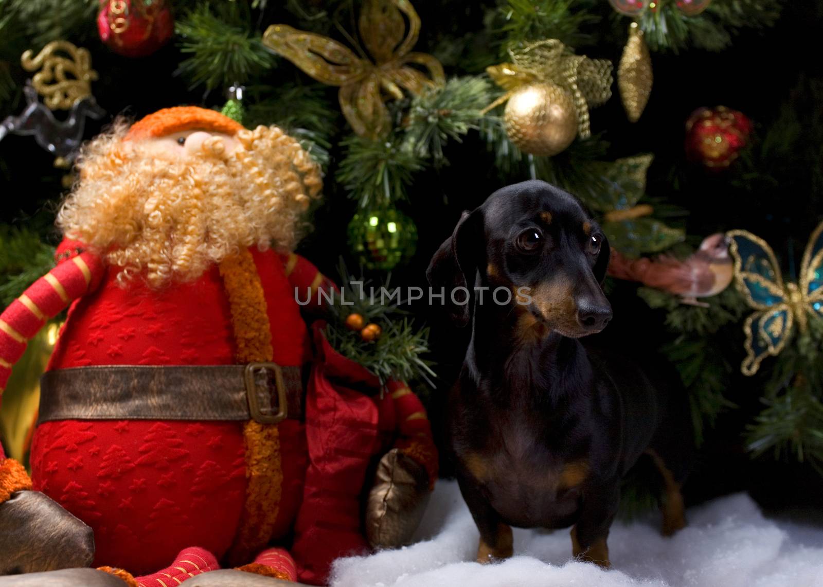 Dachshund dog new year postcard studio quality