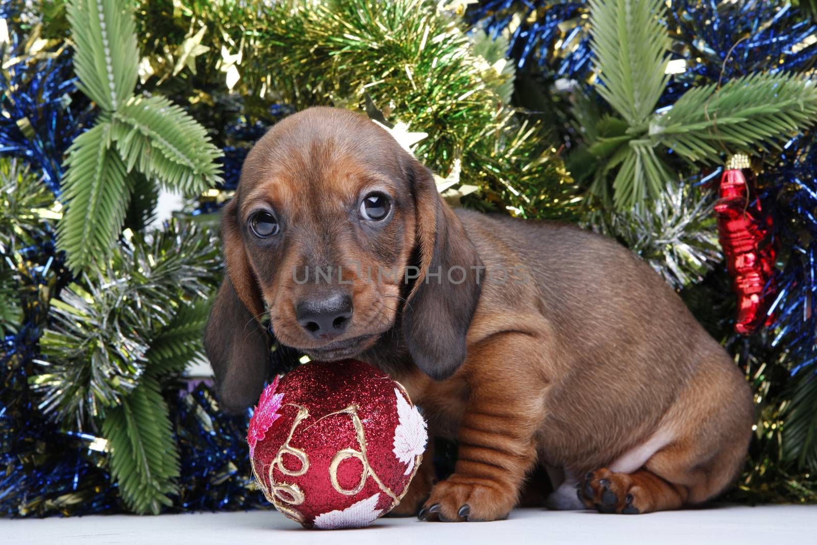 Dachshund dog new year postcard studio quality