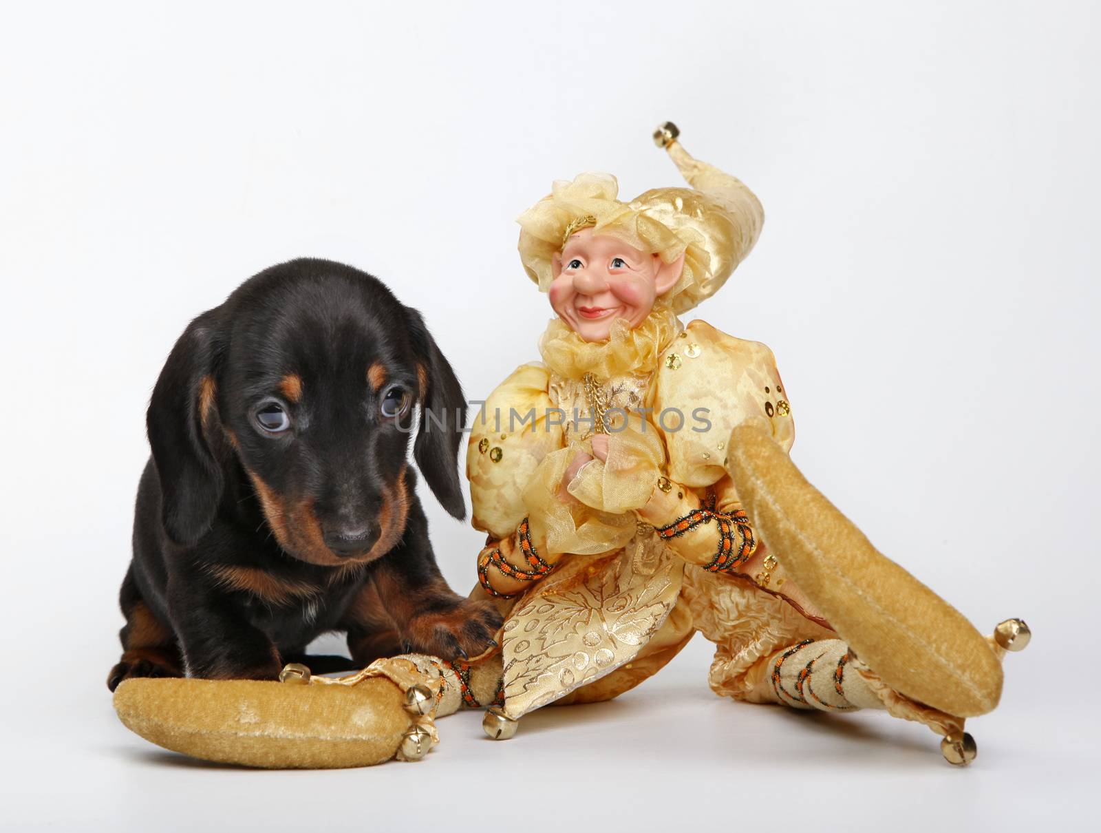 Dachshund dog new year postcard studio quality