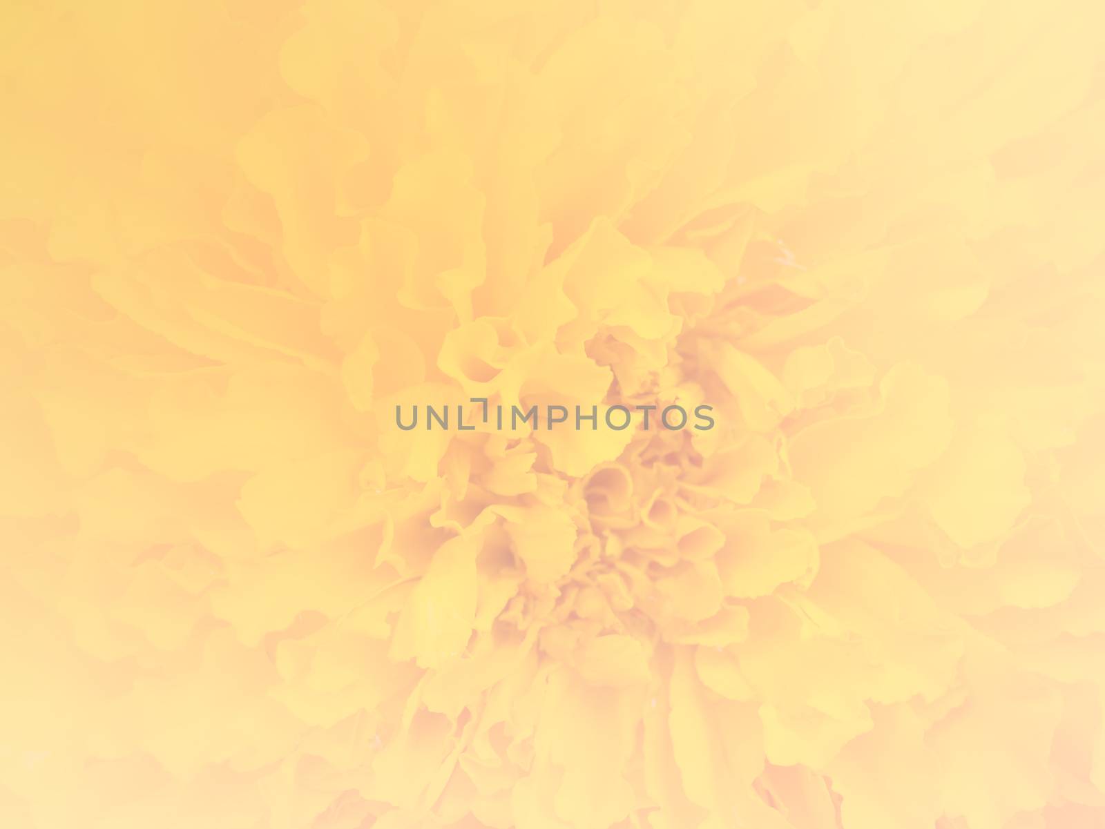 Closeup marigold flower by hadkhanong