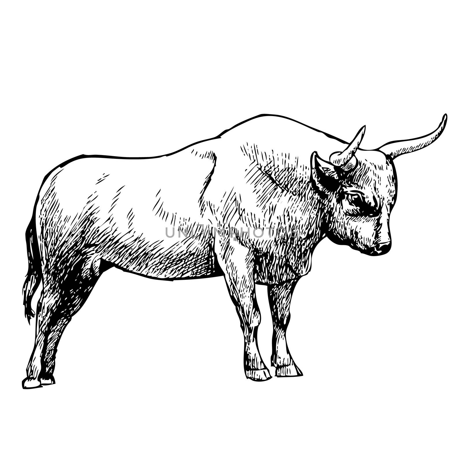 hand drawn illustration of bull on white background