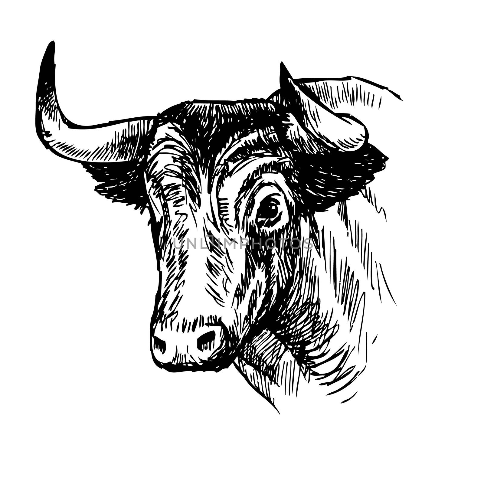 hand drawn illustration of bull  by simpleBE