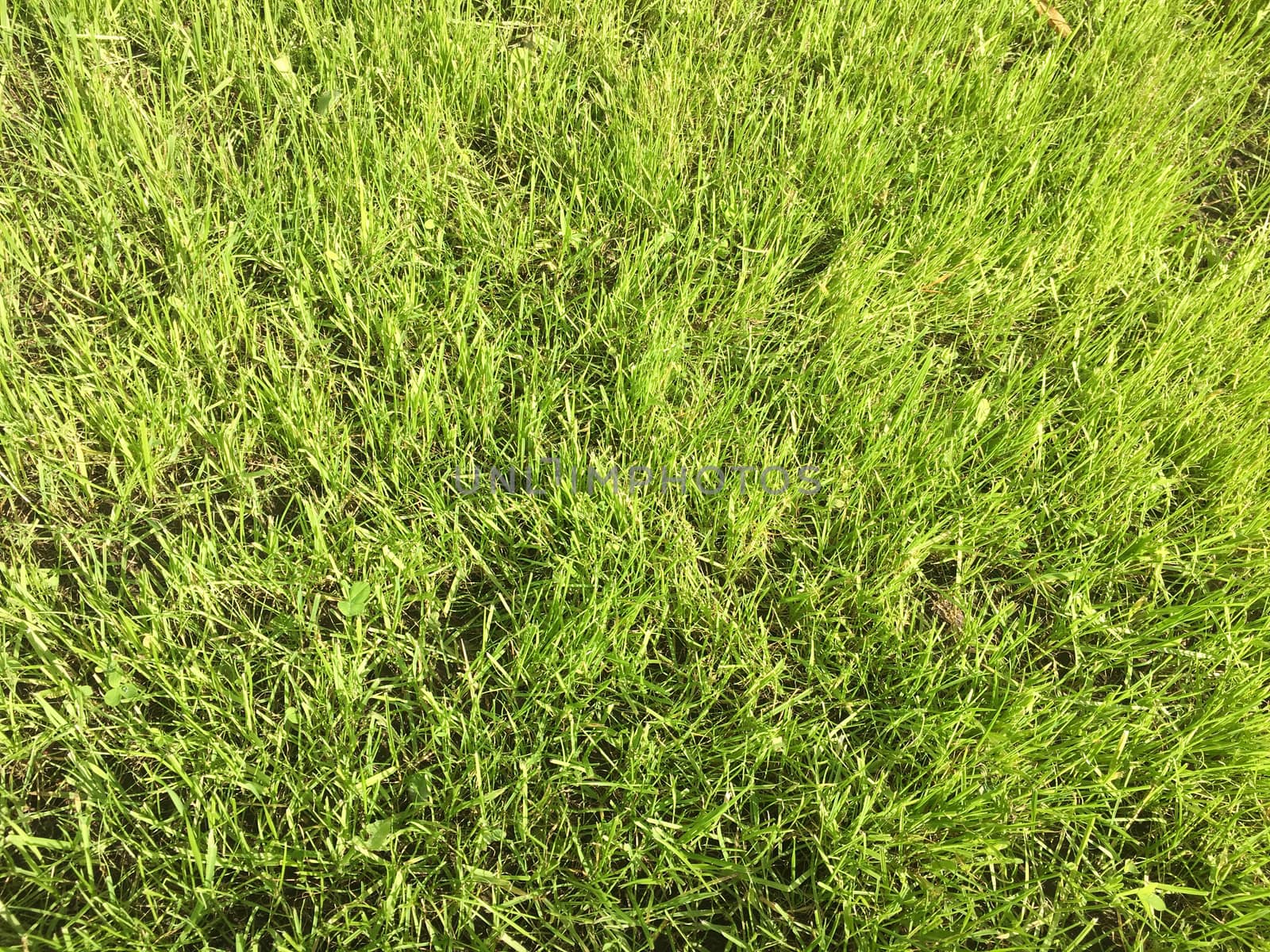 Green grass field. Grass, green background. Natural green grass texture, natural green grass background for design with copy space for text or image